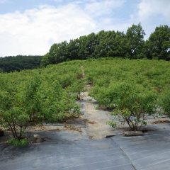 そして今日もローズに埋もれて何処かで除草作業が続けられています