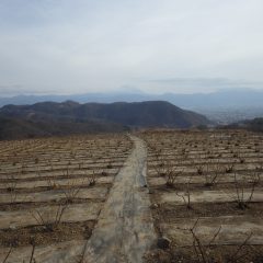 農場は今日も雲が多く靄っています