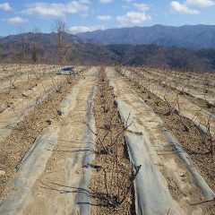 ローズ畑では剪定したローズの点検作業が続いています