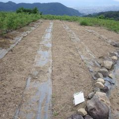 こちらの畑も綺麗に片付きました