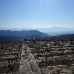 一株一株丁寧に点検しています