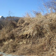 下草刈りの続き