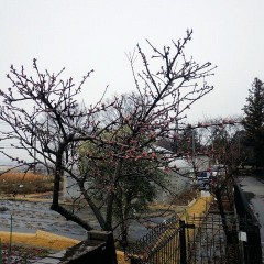 雪混じりの雨の中、アーモンドの蕾が赤く染まっています