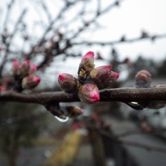 花びらの先が出始めました