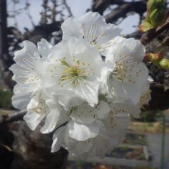 事務局前のサクランボの花が咲き始めました