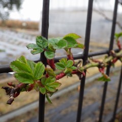 つるバラは緑の葉を広げています