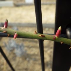 つるバラに芽は次々に伸びています