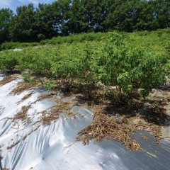 除草した草は干し草になっています