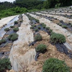 除草の終わったラベンダー畑