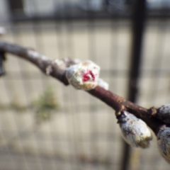 アーモンドの蕾が膨らんでピンクの花びらが覗いています