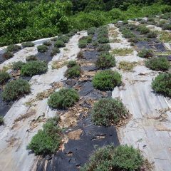 除草作業中のラベンダー畑