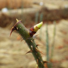 随分と芽が伸びて葉の先が出て来ました