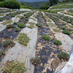 この天候でも雑草は休むことなく茂って来ます