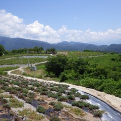 ラベンダー畑からローズ畑を望む