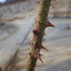 農場のローズはまだ芽は硬いままです