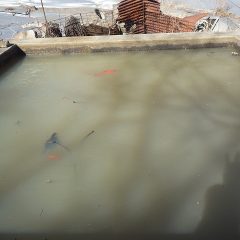 農場の水槽では氷の下に金魚が姿を現しました
