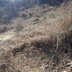 野バラとクズが隙間なく絡み合って藪を作っています