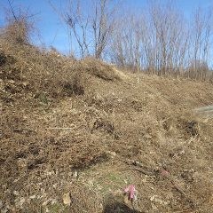 斜面は急で足場を確保するだけで一苦労