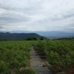 夕方になり雲が出て来た農場は今日も蒸し暑い一日でした