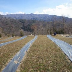 農場ではローズの剪定が終わりカモマイル・ジャーマンの除草作業が始まりました