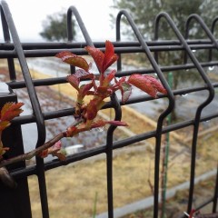 今日も冷たい雨が降る事務局前のつるバラは寒さに負けず日毎に大きく育っています