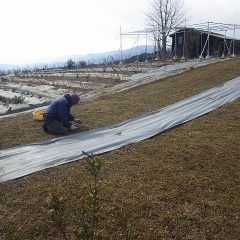 今年も雑草との戦いが始まりました