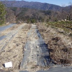 エキナセアの新芽が出る前に花柄を刈り取りました