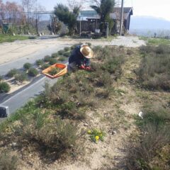 これからも除草作業は毎日続きます