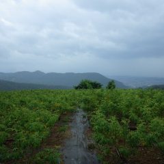 雷鳴が轟くと共に急に雨が降り始めました