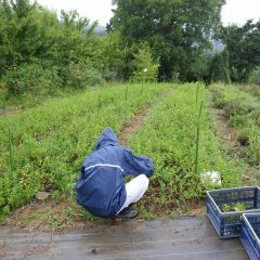 小雨の中、雨合羽を着てスペアミントの収穫作業が行われました