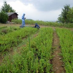 収獲適期のため多少の雨でも作業はやむを得ません