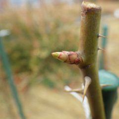 事務局前のローズの芽が日毎に伸びています