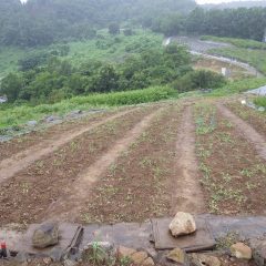 雨が小降りになったので作業を再開して終了