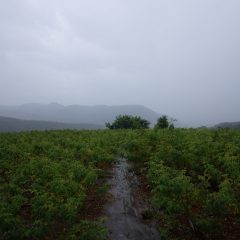 収獲が終わる頃には雨は本降りとなりました