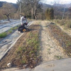 スペアミント畑では地下茎の掘り取り作業をしています