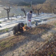 採った地下茎は別の畑に移植します