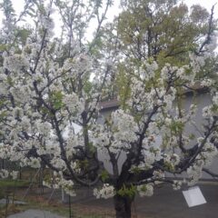 サクランボの花が満開になりました