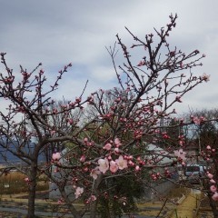 待ちに待ったアーモンドの花が咲き始めました