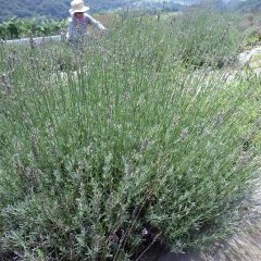 花穂を残しておくと風通しが悪くなり蒸れて枯れてしまうことがよくあります