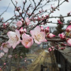 春が来た～