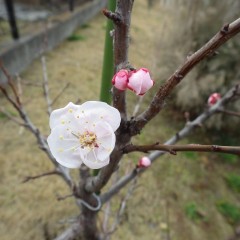 アプリコットの花も開き始めました