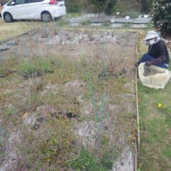 レモンバーベナ畑の除草作業中