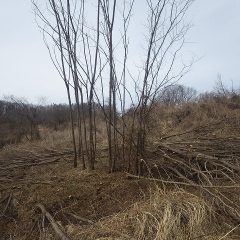 これを切れば雑木林の伐採作業終了です