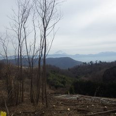 残り僅かになった雑木