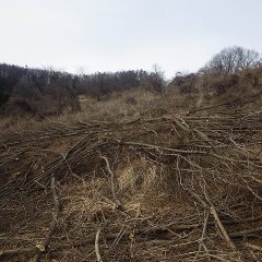 ようやく雑木林の伐採が終わりました