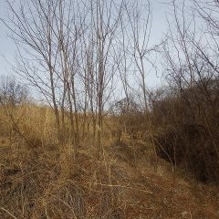 耕作放棄地の端に生えた最後の雑木