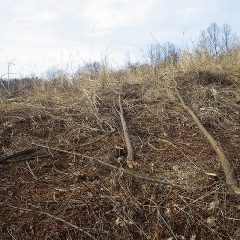 これでラベンダー畑の雑木伐採作業完了です