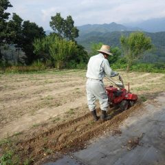 硬くなったカモマイル・ジャーマン畑の耕耘作業も始まりました