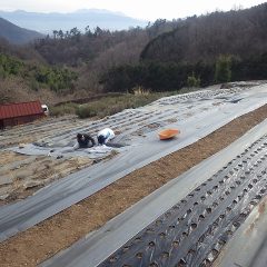ラベンダー畑では改良作業が大詰めです