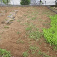 カモマイル・ローマンの苗を傷めない様に除草するのは手間が掛かります